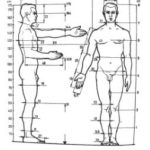 Anthropometry